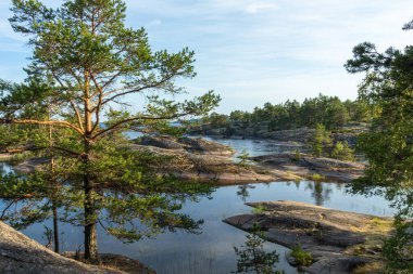 Doğal bir rezervuarla çevrili bir adada yeşil, doğal ağaçlardan, bitkilerden, taşlardan oluşan güzel bir manzara. Rusya 'nın Karelia şehrinde mavi bir gökyüzüne karşı bir göl.
