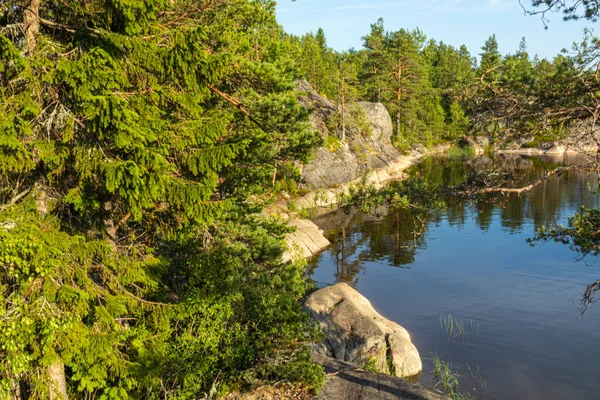 自然の木々 自然保護区に囲まれた島の石 ロシアのカレリアの青い空に対する湖の美しい風景 — ストック写真