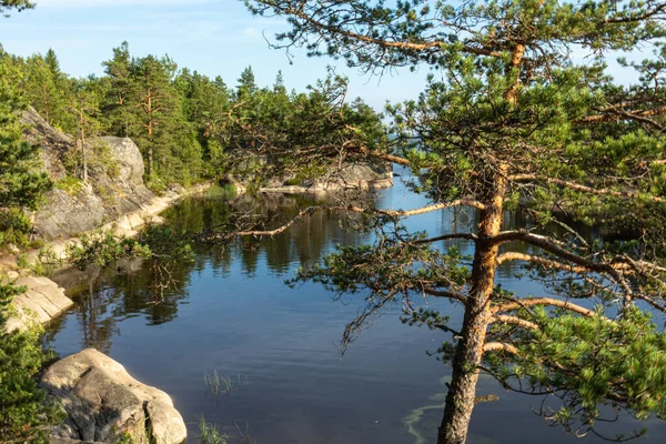 Чудове Зелене Природне Дерево Рослини Каміння Острові Оточене Природним Водосховищем — стокове фото