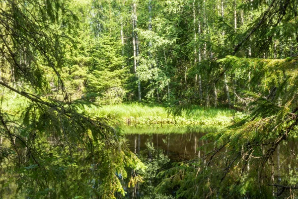 여름에 친환경적 장소인 러시아 카렐리야의 흐르는 아름다운 — 스톡 사진