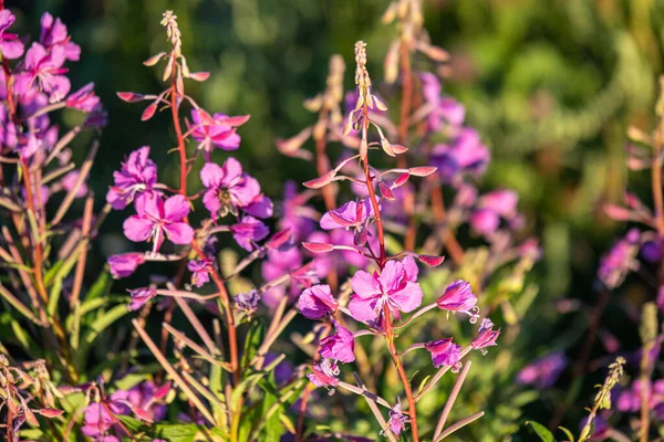 Mooie Natuurlijke Paarse Cipressen Bloemen Het Veld Weide Zomer — Stockfoto