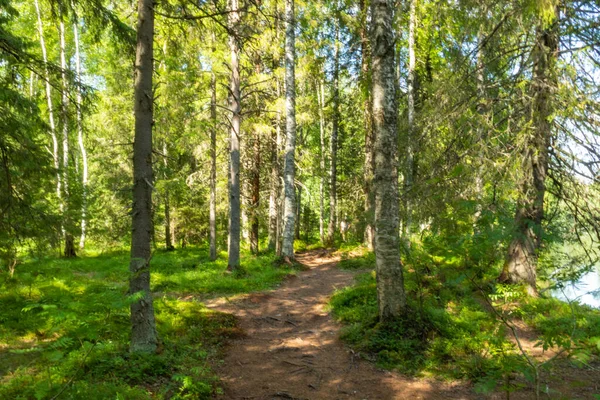 Piękny Krajobraz Naturalnymi Roślinami Zielonymi Trawa Różne Drzewa Kwiaty Lesie — Zdjęcie stockowe