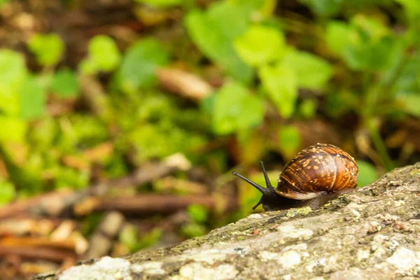 Ağaçta sürünen bir salyangoz ve orman arka planında bir yapı.