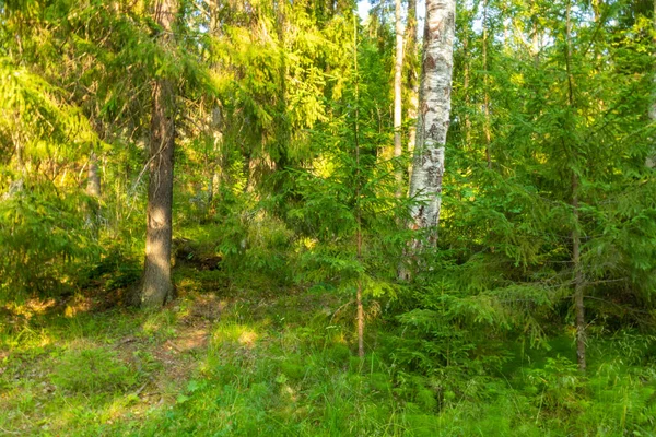 Hermoso Paisaje Con Diferentes Árboles Coníferas Plantas Hierba Bosque Parque —  Fotos de Stock