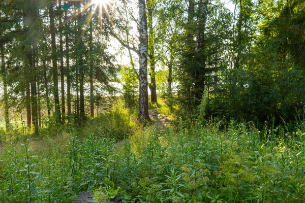 Hermoso Paisaje Con Árboles Verdes Naturales Plantas Hierba Camino Bosque —  Fotos de Stock