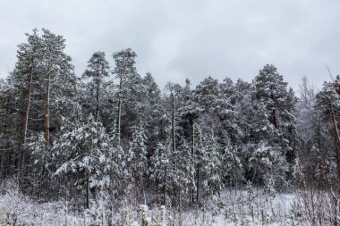 Noel ağaçlarıyla güzel bir kış manzarası ve ormanda karlı bir yeni yıl.