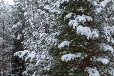 Noel ağaçlarıyla güzel bir kış manzarası ve ormanda karlı bir yeni yıl.