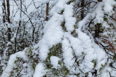 Noel ağaçlarıyla güzel bir kış manzarası ve ormanda karlı bir yeni yıl.
