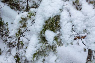 Noel ağaçlarıyla güzel bir kış manzarası ve ormanda karlı bir yeni yıl.