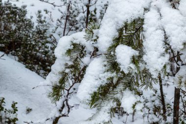 Noel ağaçlarıyla güzel bir kış manzarası ve ormanda karlı bir yeni yıl.