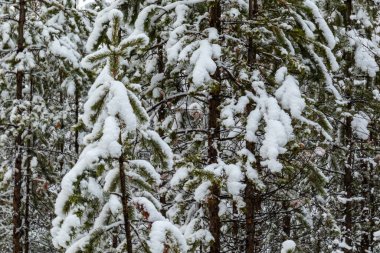 Noel ağaçlarıyla güzel bir kış manzarası ve ormanda karlı bir yeni yıl.