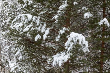 Noel ağaçlarıyla güzel bir kış manzarası ve ormanda karlı bir yeni yıl.
