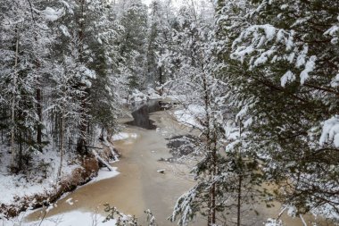 Noel ağaçlarıyla güzel bir kış manzarası ve ormanda karlı bir yeni yıl.