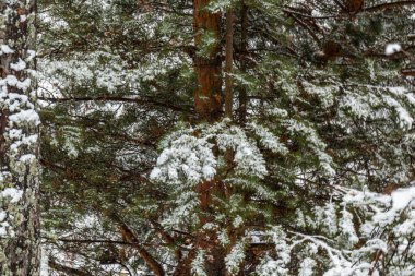 Noel ağaçlarıyla güzel bir kış manzarası ve ormanda karlı bir yeni yıl.