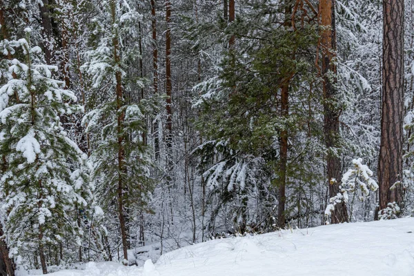 美丽的冬季风景 有圣诞树 森林里有雪 — 图库照片