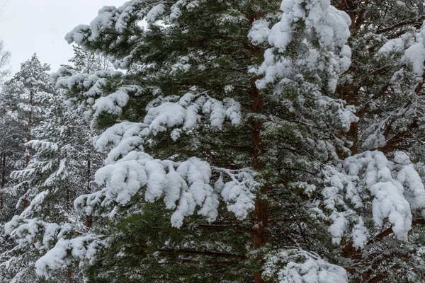 Красивый Зимний Пейзаж Елками Новый Год Снегом Лесу — стоковое фото