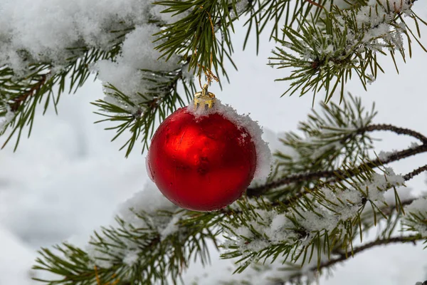Beautiful, Christmas tree toy on a Christmas tree with snow at Christmas and new year in the forest