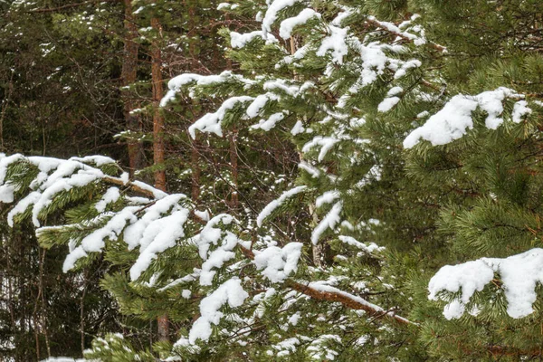 Красивый Пейзаж Елками Снегом Лесу Рождество Новый Год — стоковое фото