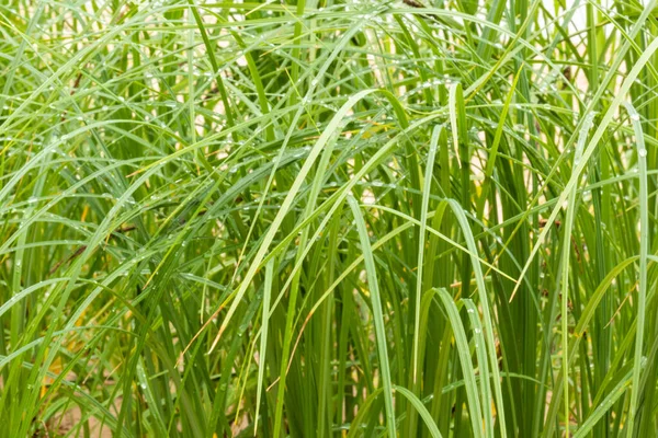 Зеленые Свежие Натуральные Растения Трава Капельками Дождя Фоне Естественного Пруда — стоковое фото