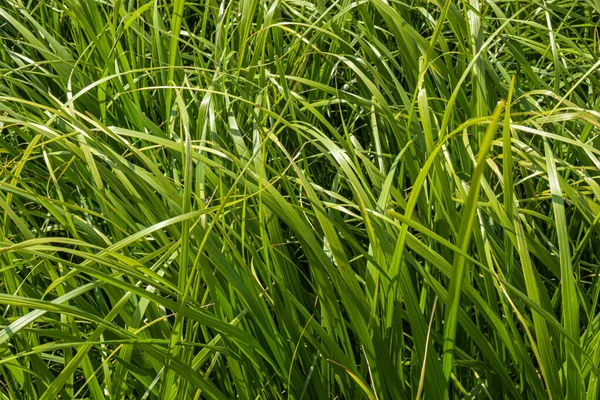 Красивая Большая Свежая Естественная Зеленая Яркая Зеленая Трава Летом — стоковое фото