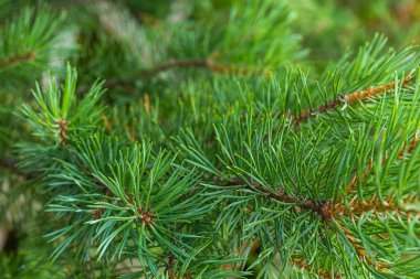 Güzel, doğal, büyük, yeşil, sıra dışı kozalaklı ağaç, açık bir günde ormanda Noel ağacı
