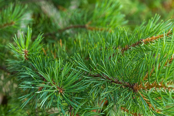 Güzel, doğal, büyük, yeşil, sıra dışı kozalaklı ağaç, açık bir günde ormanda Noel ağacı