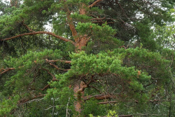 Piękne Naturalne Duże Zielone Niezwykłe Drzewo Iglaste Choinka Lesie Pogodny — Zdjęcie stockowe