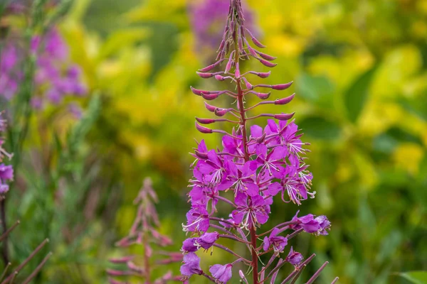 Mooie Natuurlijke Frisse Paarse Bloemen Planten Tuin Park Bos Zomer — Stockfoto