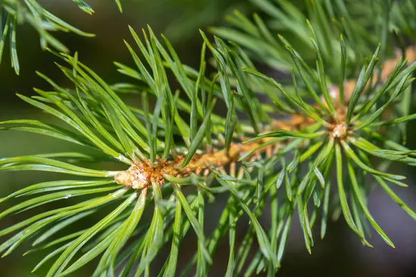 Árvore Conífera Bonita Natural Grande Verde Incomum Árvore Natal Floresta Imagem De Stock