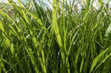 Güzel, sulu, doğal, büyük, yeşil, parlak yeşil çimenler yazın güzel bir gününde, Park