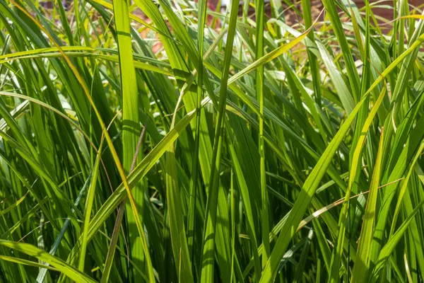 Beautiful Juicy Natural Large Green Bright Green Grass Good Day — стоковое фото