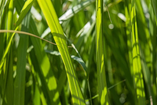 Трава Зелень Природа Растение Поле Лето Трава Лист Макро Лава — стоковое фото