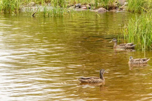 天然の貯水池川緑豊かな湖のほとりで泳ぐ野生のアヒル良い一日の夏に自然水の植物 — ストック写真