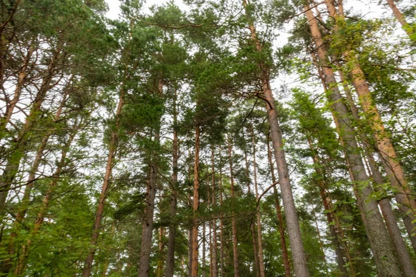 Hermoso Paisaje Con Grandes Árboles Coníferas Verdes Diferentes Árboles Navidad — Foto de Stock