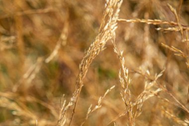 güzel, sıradışı, doğal, taze, dokulu altın bitki