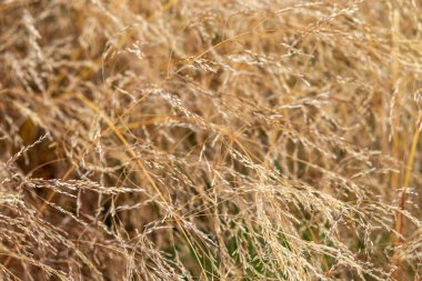 güzel, sıradışı, doğal, taze, dokulu altın bitki