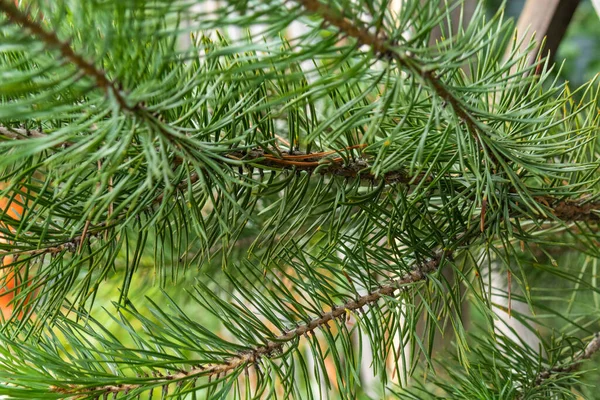 Piękny Naturalny Zielony Jasny Zielony Iglasty Drzewo Choinka Ładny Jasny — Zdjęcie stockowe