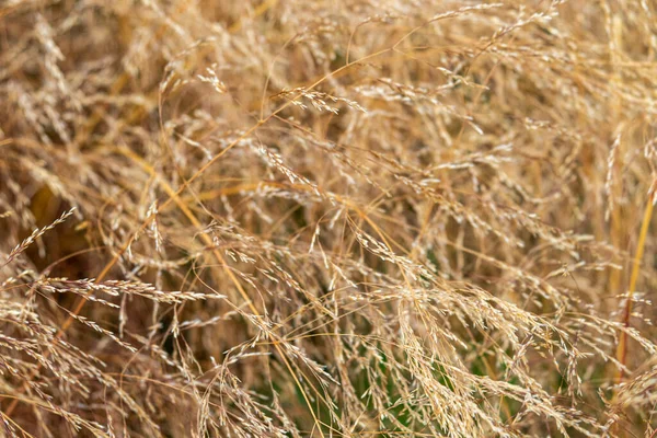 güzel, sıradışı, doğal, taze, dokulu altın bitki