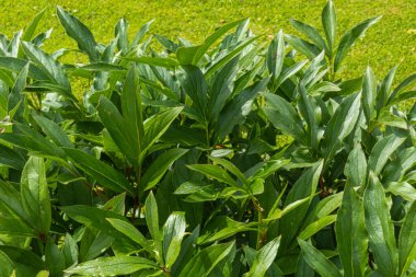 Güzel, doğal, taze, yeşil, büyük bitkiler, çalılar, bahçedeki yapraklar, yazın güzel, aydınlık bir günde park etmek.