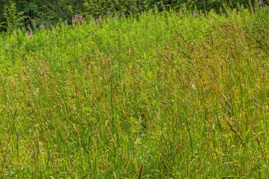 Güzel, doğal, parlak çayır. Renkli çiçekler ve bitkilerle dolu bir arazi. Güzel, aydınlık bir günde.