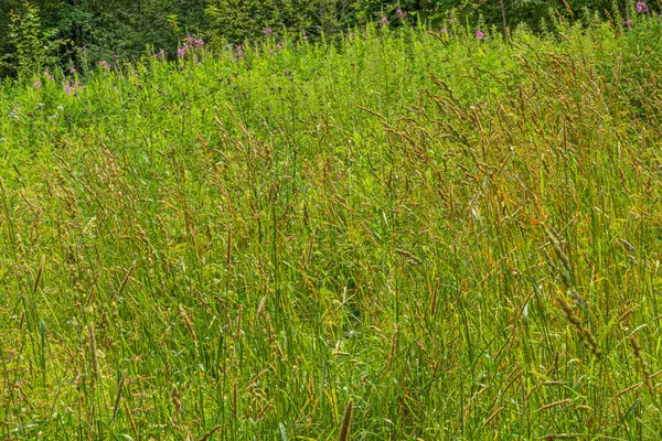Mooie Natuurlijke Heldere Weide Veld Met Kleurrijke Bloemen Planten Zomer — Stockfoto