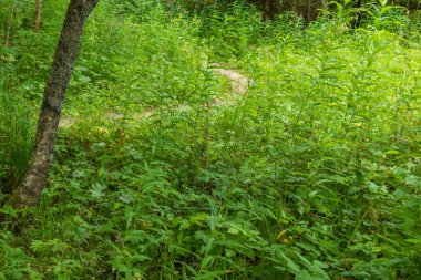 Güzel orman manzarası, yeşil ağaçlar, bitkiler, güzel, açık bir günde yaz yolu.