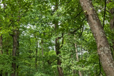 Yeşil ağaçlı güzel orman manzarası, güzel, açık bir günde, yazın mavi gökyüzüne karşı bitkiler.