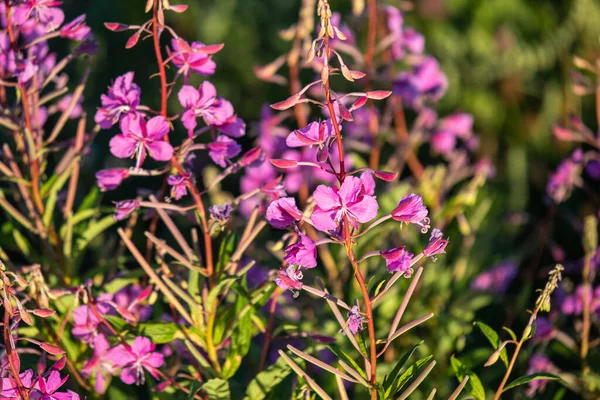 Krásné Jasné Přírodní Čerstvé Fialové Květy Kiprei Zelenými Rostlinami Létě — Stock fotografie
