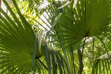 Büyük, yeşil, doğal, parlak, taze bitkilerle dolu bir yağmur ormanı. Güzel, açık bir günde palmiye ağaçları.