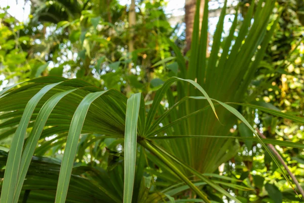 Rainforest Large Green Natural Bright Fresh Plants Palm Trees Nice — Stock Photo, Image