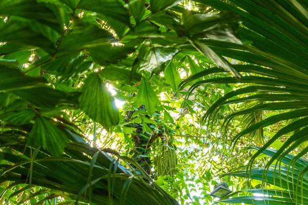 Тропические Леса Большими Зелеными Естественными Яркими Свежими Растениями Пальмами Хороший — стоковое фото