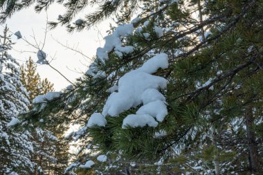 Noel ağaçlarıyla, buzla, Noel 'de ve yeni yılda kar yağan güzel kış manzarası.