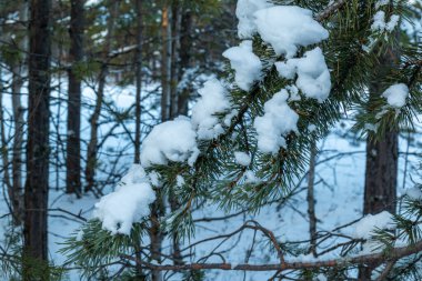Noel ağaçlarıyla, buzla, Noel 'de ve yeni yılda kar yağan güzel kış manzarası.