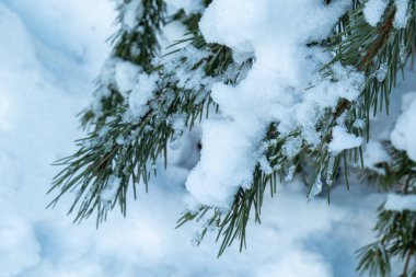 Noel ağaçlarıyla, buzla, Noel 'de ve yeni yılda kar yağan güzel kış manzarası.